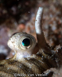 "Down periscope!" Eyes of a banded sole taken at Sharksba... by Nikki Van Veelen 